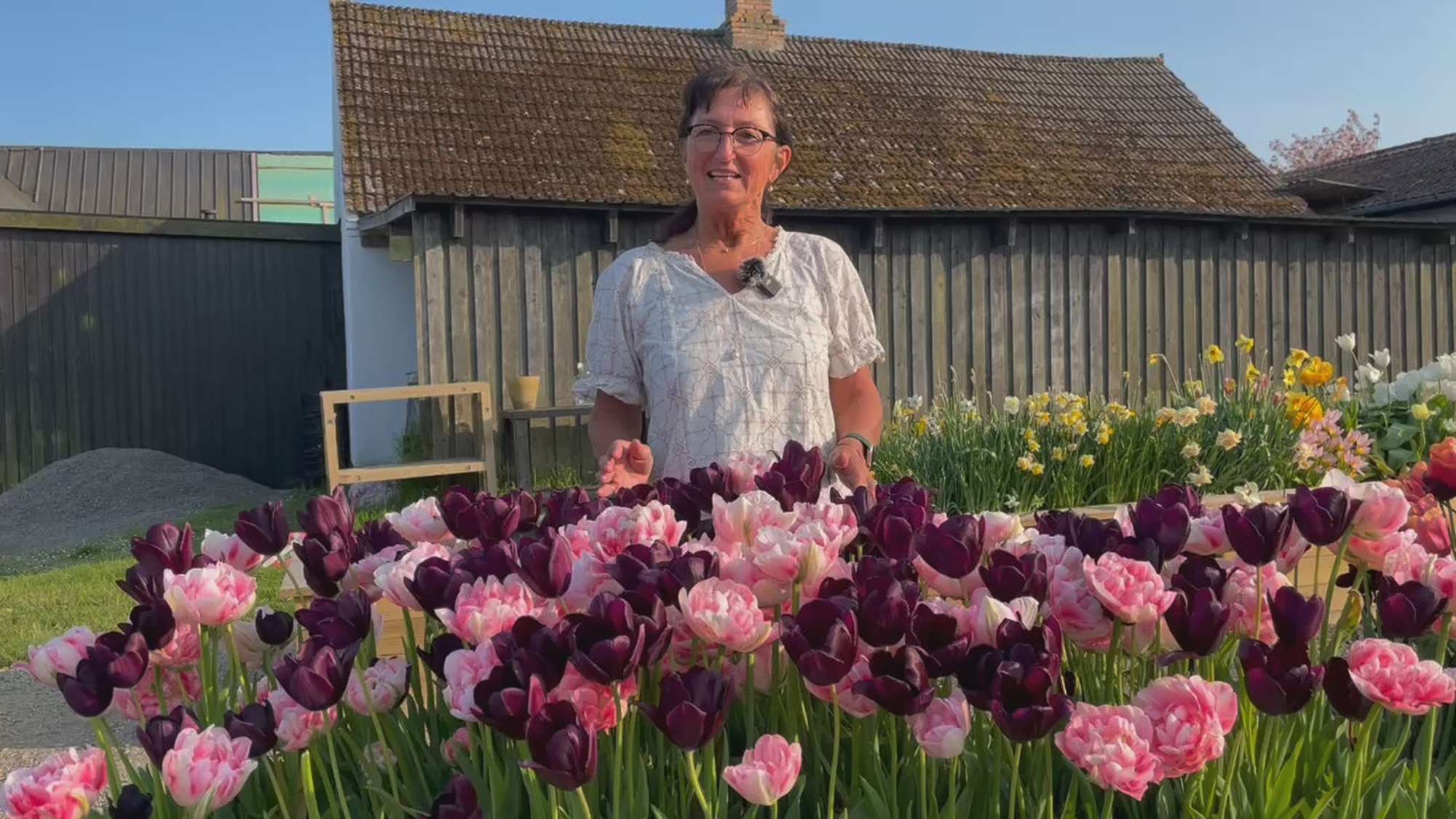 'Isabella' tulpanblandning